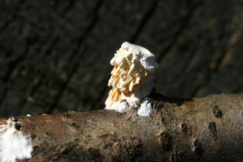lignicolo da determinare (Hyphoderma radula)